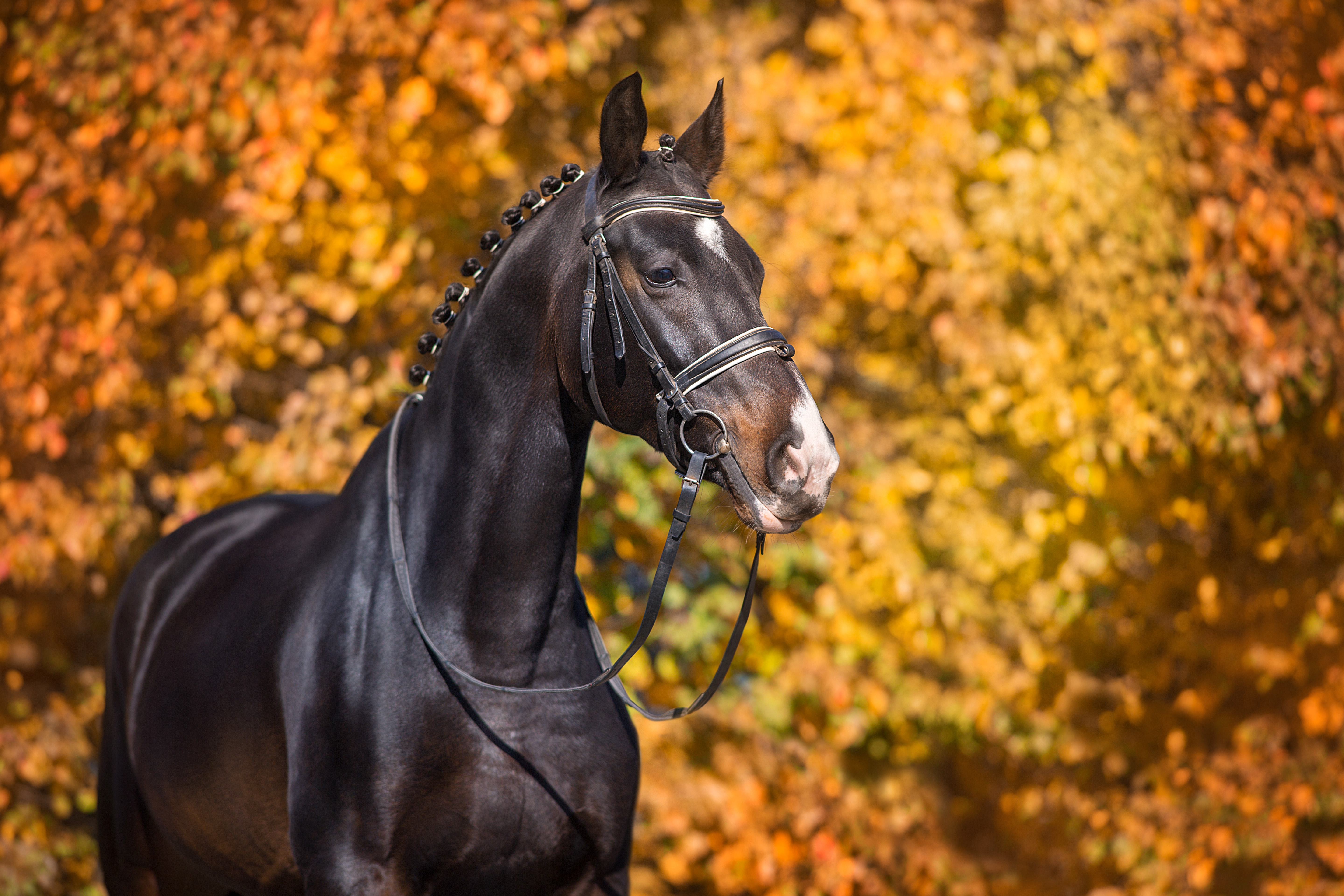 shutterstock_1810954222