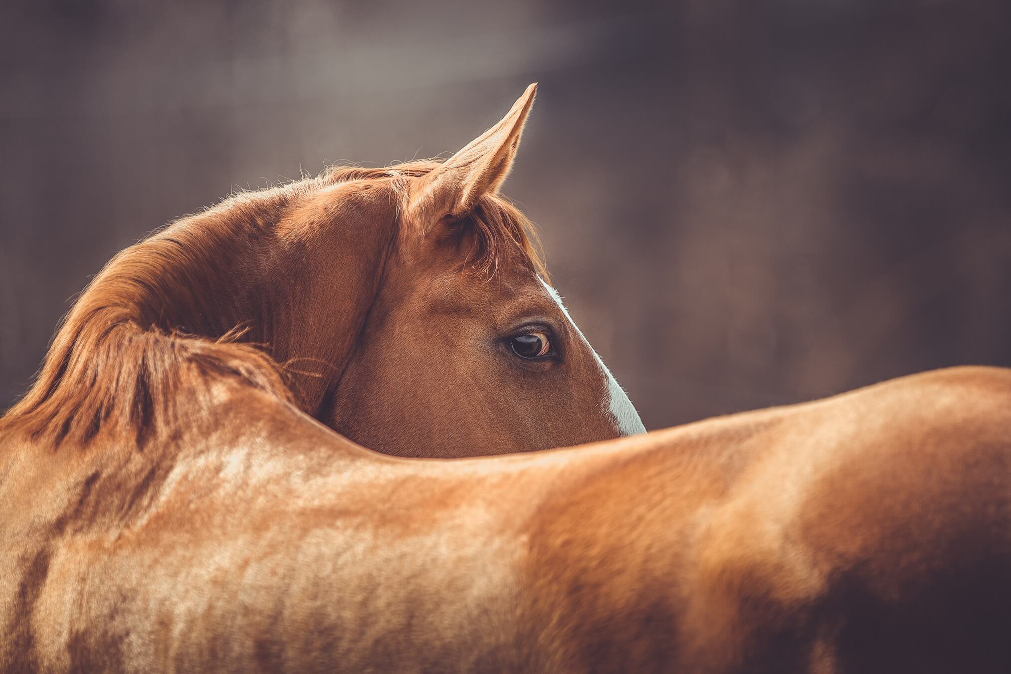 Pferd im Fellwechsel – Tipps zur unterstützenden Fütterung und Nährstoffversorgung