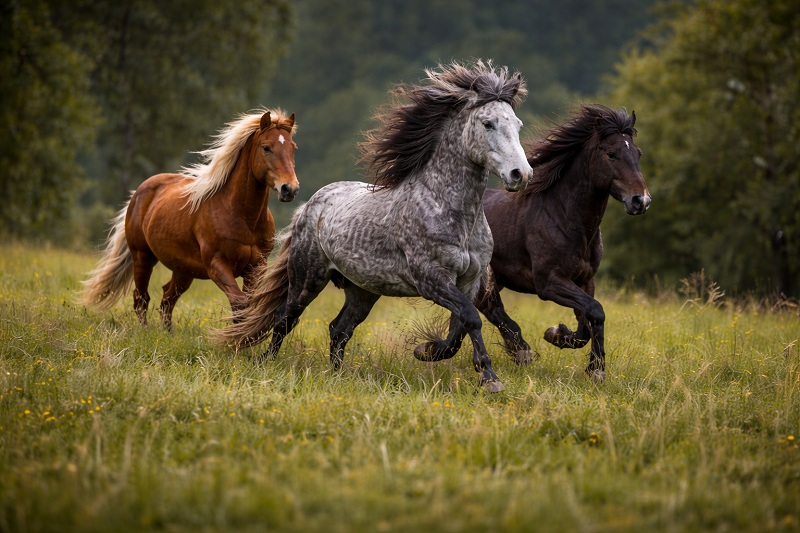 Drei Islandpferde galoppieren gemeinsam über eine grüne Wiese in freier Natur