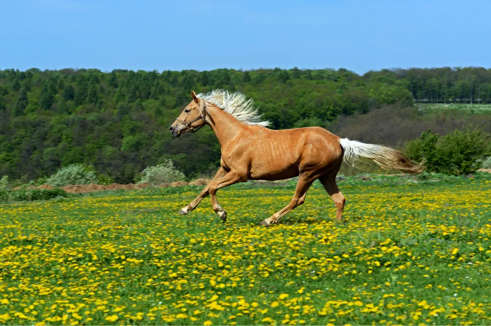 hitze-pferd-blogbeitrag-titelbild