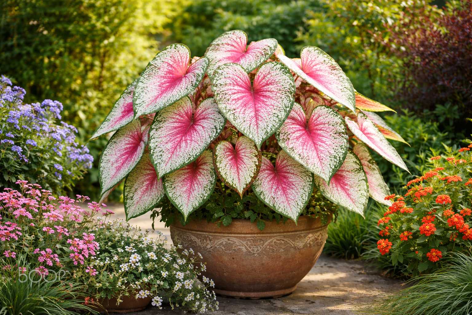 Großer Pflanzkübel mit Caladium-Pflanze, auffällige herzförmige Blätter in Weiß und Rosa, umgeben von blühenden Gartenpflanzen