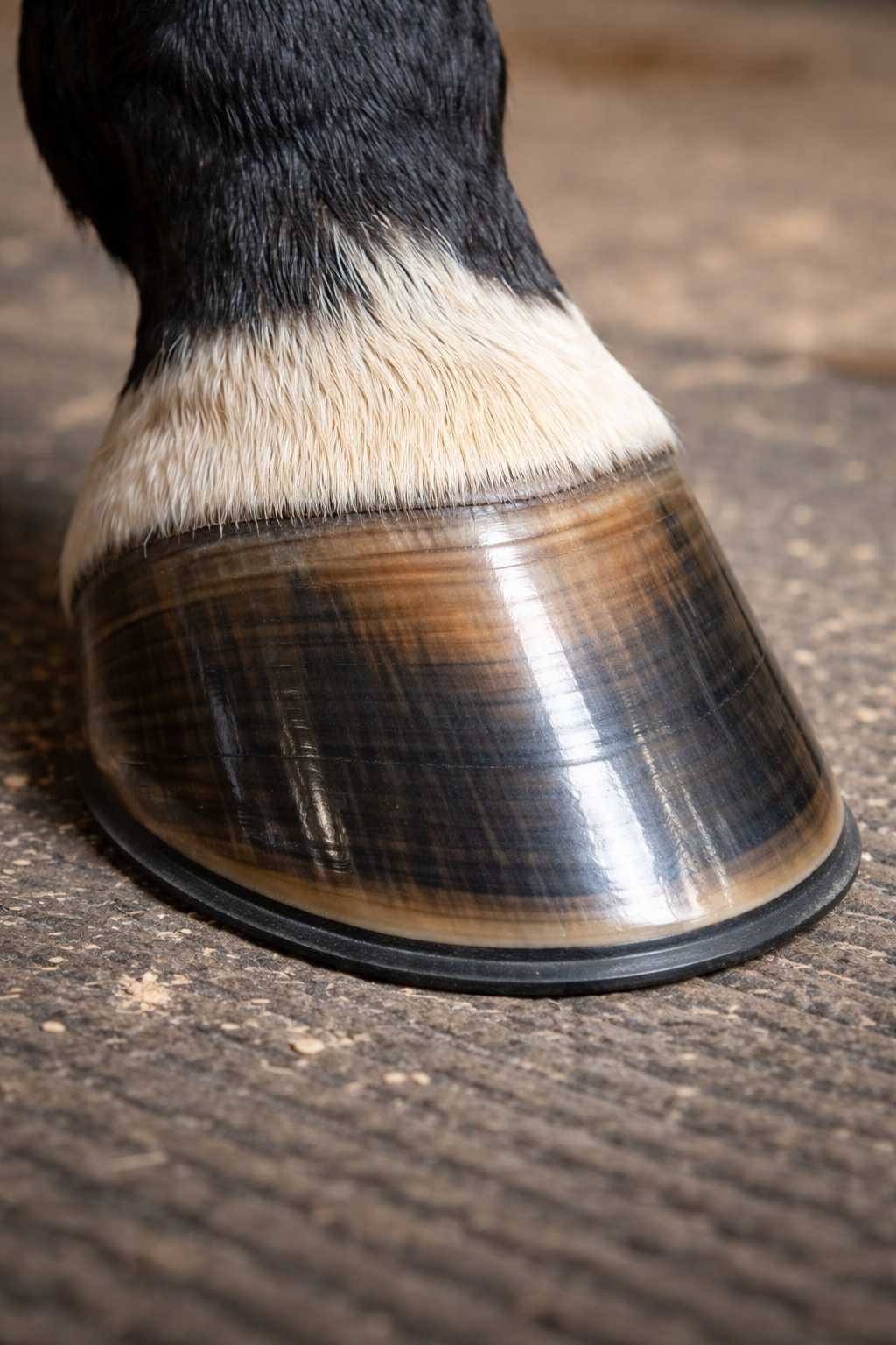 Nahaufnahme eines gepflegten Pferdehufs auf dem Boden im Stall