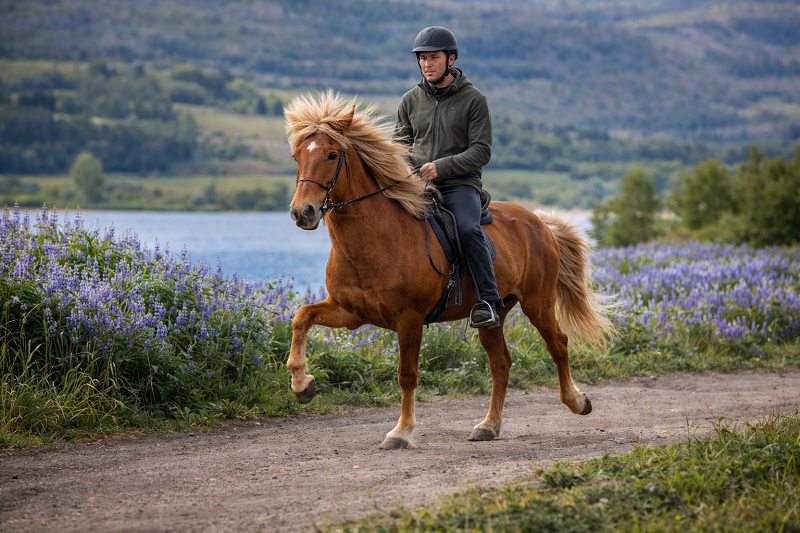 Reiter töltet mit einem Islandpferd auf einem Naturweg vor See und Hügeln