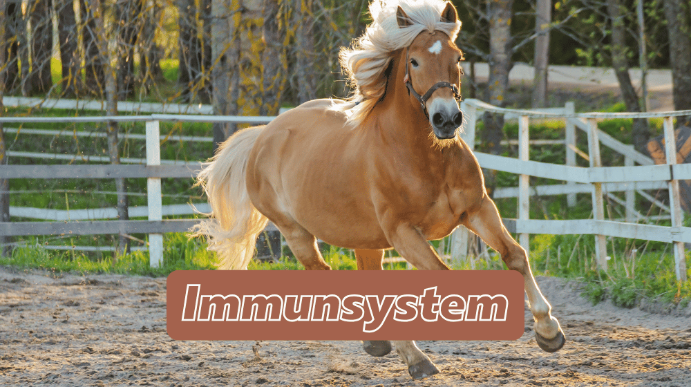 Galoppierender Haflinger auf der Koppel - Pferdefutter zur Stärkung des Immunsystems