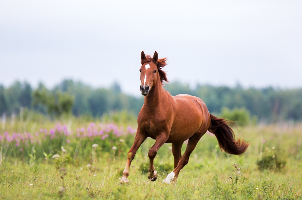 Braunes Pferd in Bewegung auf der Weide – Symbolbild zum Thema Übersäuerung und Stoffwechsel beim Pferd