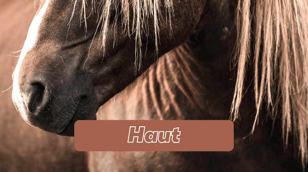 Profilansicht eines dunklen Pferdes - Pferdefutter und Pflegeprodukte für gesunde Haut