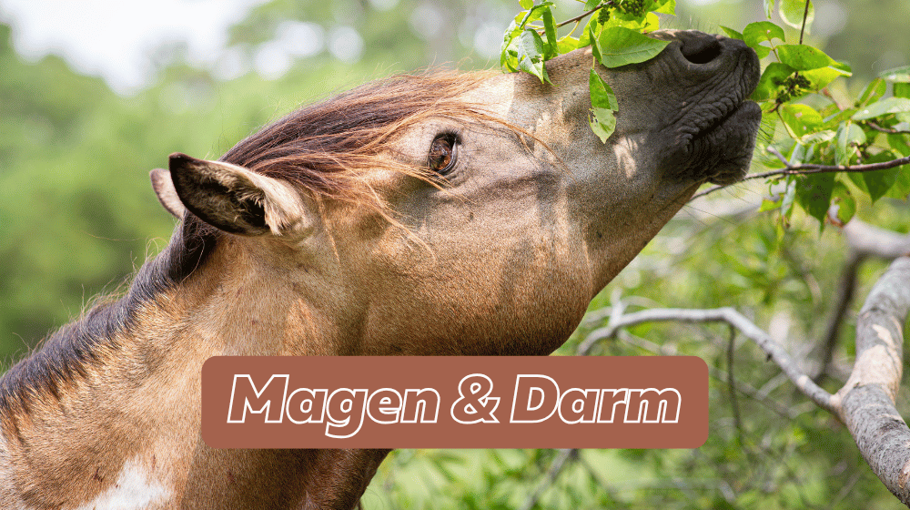 Braunes Pferd frisst Blätter - Pferdefutter zur Unterstützung von Magen und Darm