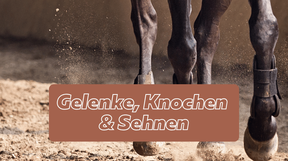 Pferdebeine in Bewegung - Zusatzfutter für Gelenke, Knochen und Sehnen