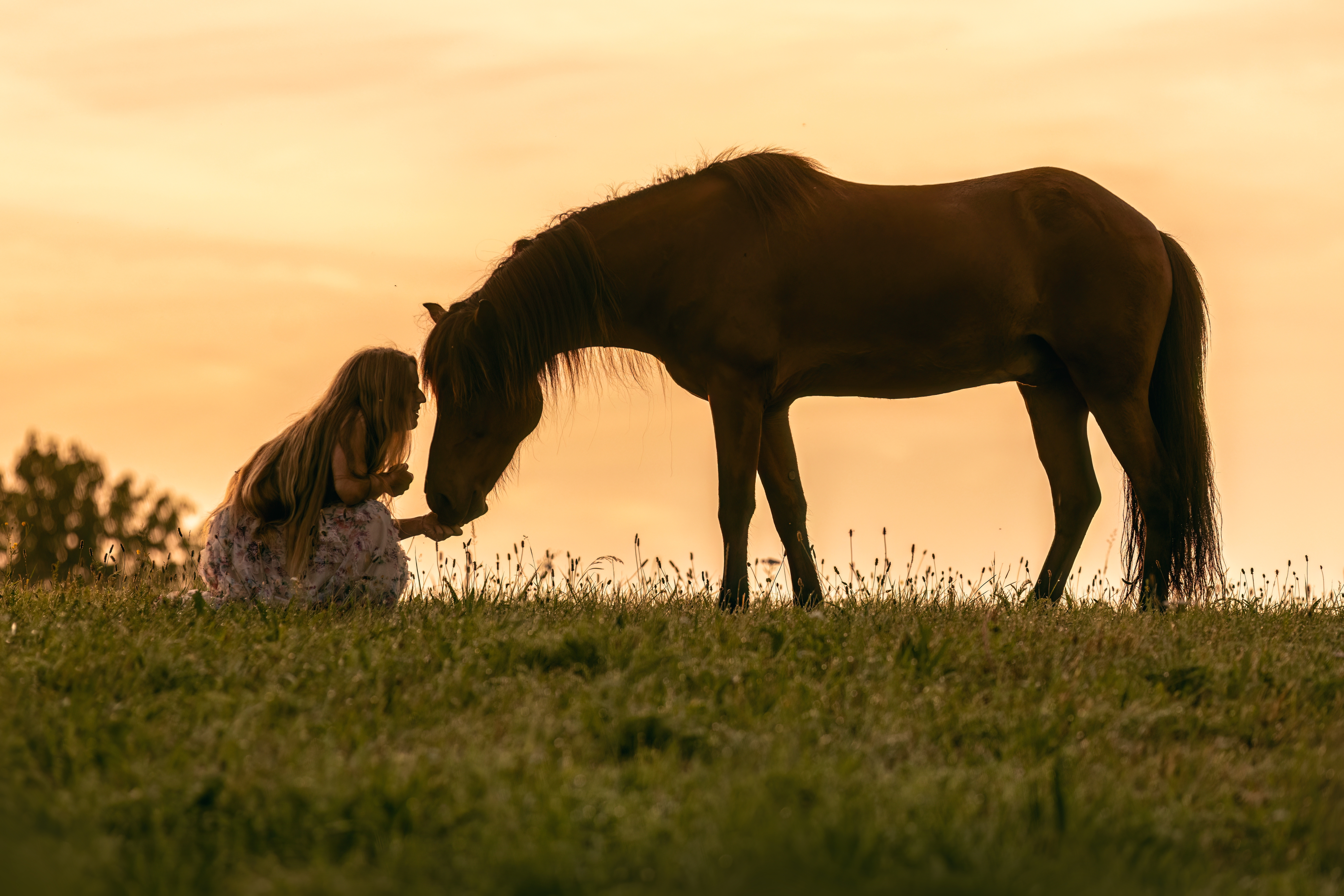 Pferd wird von einem Mädchen im Sonnenuntergang auf einer Weide gefüttert