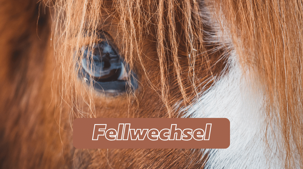 Nahaufnahme von Pferdeauge und Fell - Unterstützung für Pferde im Fellwechsel