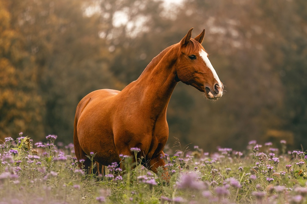 Braunes Pferd steht aufmerksam auf einer blühenden Wiese – Symbolbild für das Erkennen eines Magnesiummangels beim Pferd.