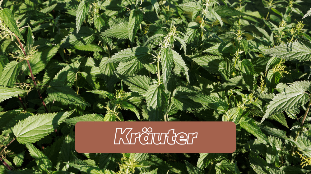 Kräuter für Pferde