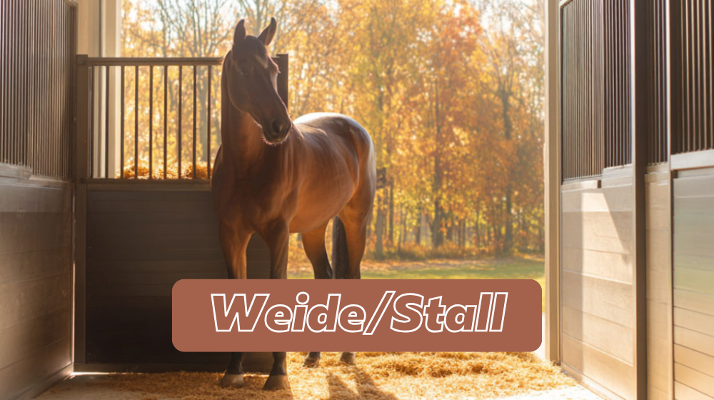 Braunes Pferd in einer hellen Box - Produkte  für Weide und Stallbedarf