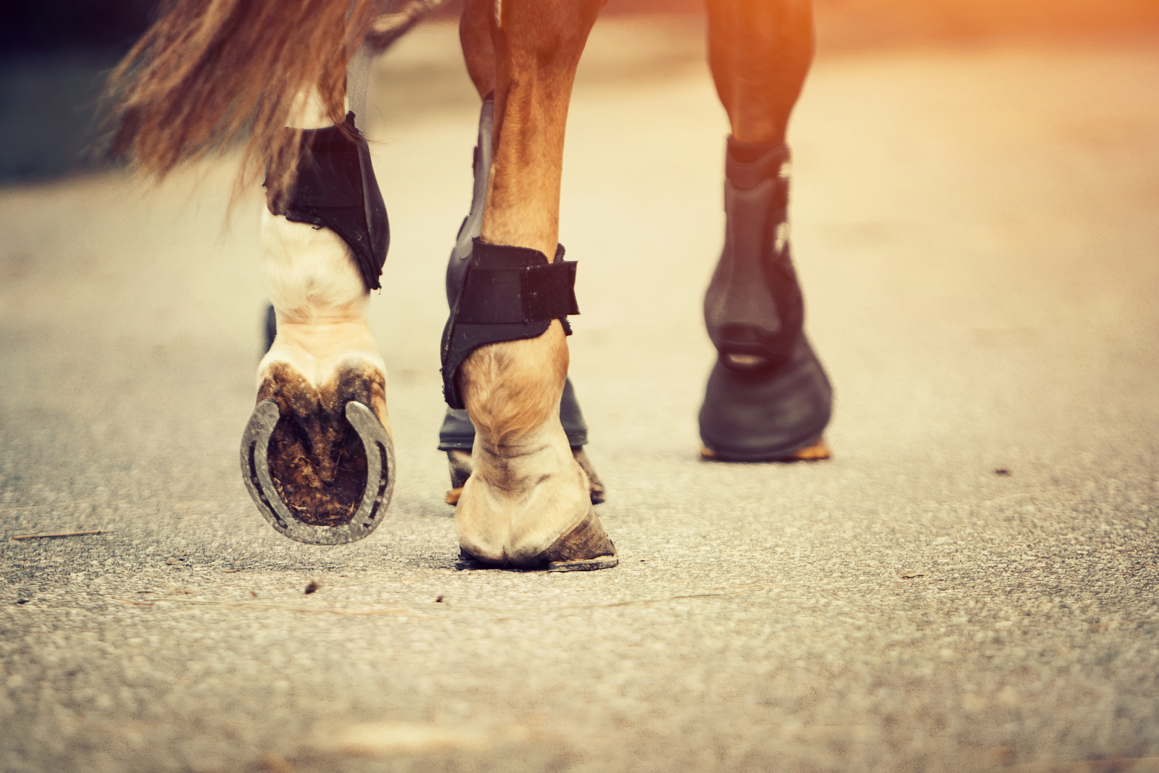 Pferdebeine laufen auf Asphalt