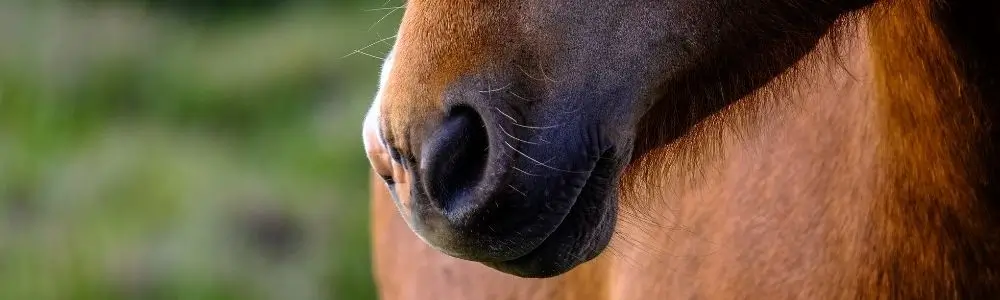 Magenprobleme beim Pferd: Ursachen