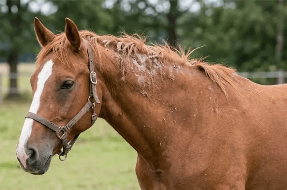 Pferd mit sichtbaren Hautveränderungen und gescheuerter Mähne als Symbolbild für Sommerekzem beim Pferd