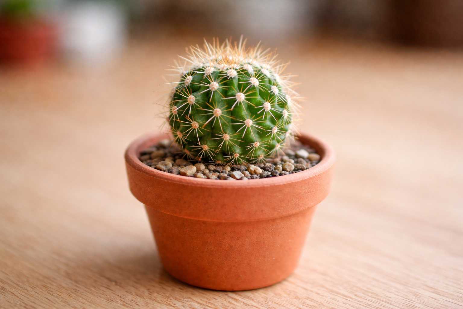 Kleiner runder Kaktus in einem Tontopf mit Kies als dekorative, pflegeleichte Zimmerpflanze