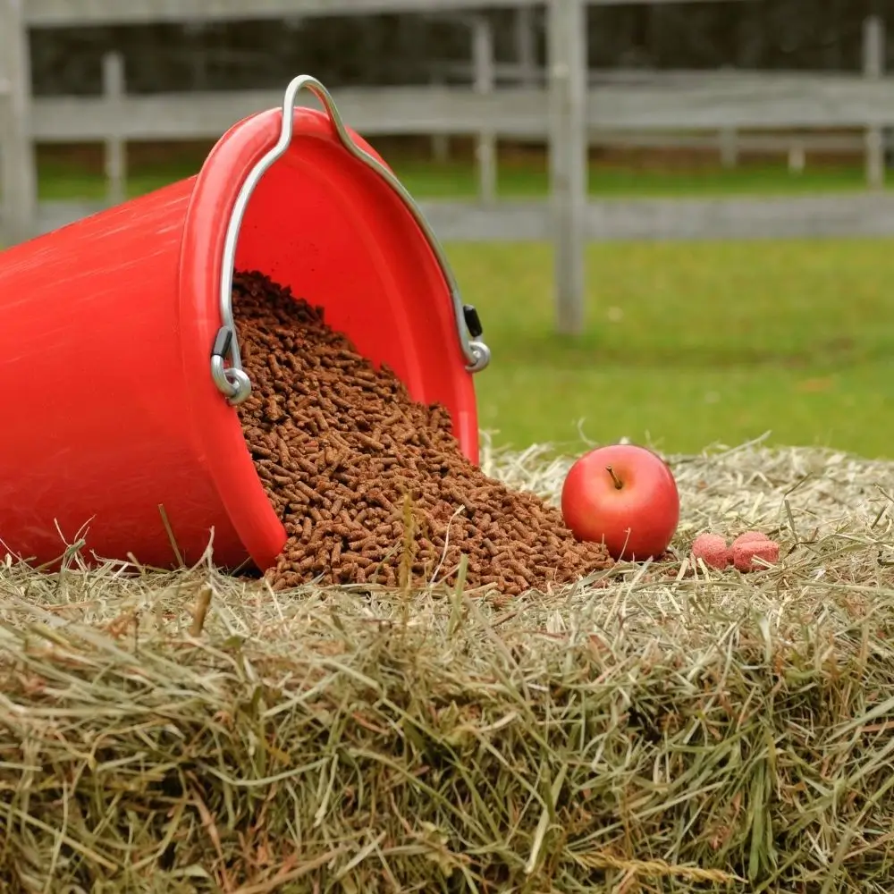 Magenprobleme beim Pferd: Die richtige Fütterung