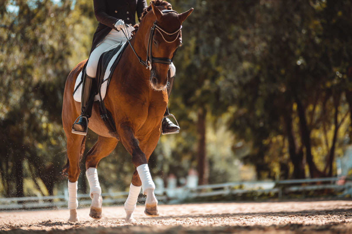 Dressurpferd wird geritten