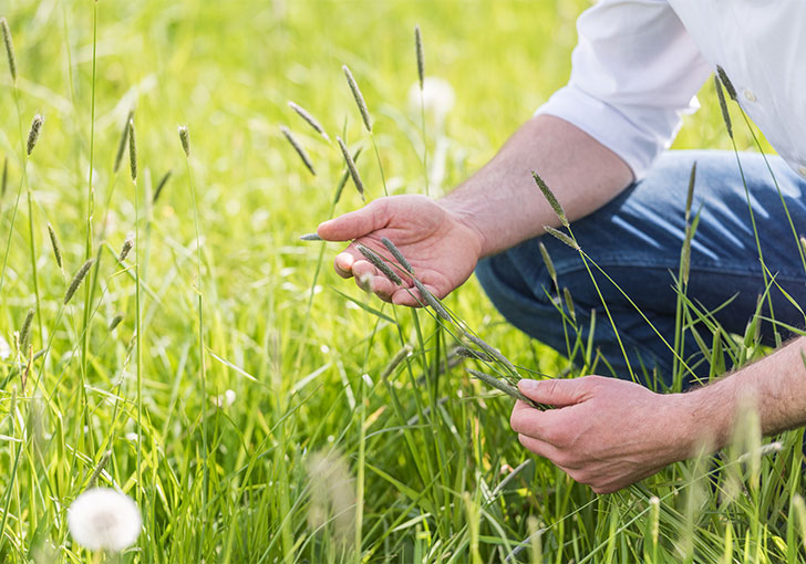 Naturnahe Fütterung: über 60 Kräuter und Gräser bilden die Basis der Agrobs Produkte. Agrobs Philosophie – über 60 Kräuter und Gräser aus dem Alpenvorland für naturnahes Pferdefutter