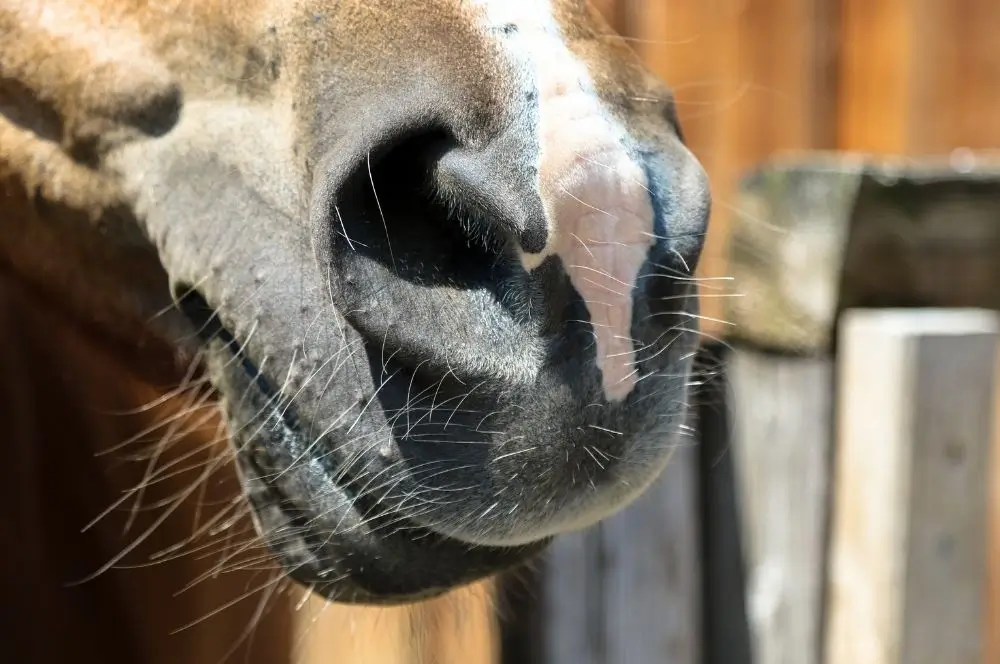 Pferd hat Husten: Nahaufnahme der Schnauze