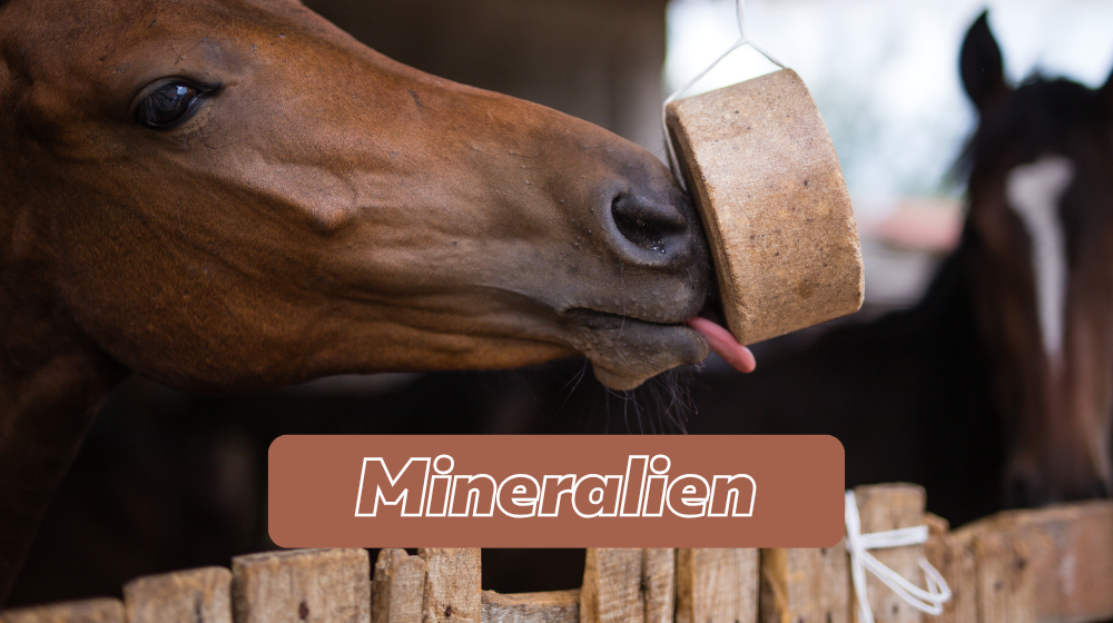 Mineralien für Pferde