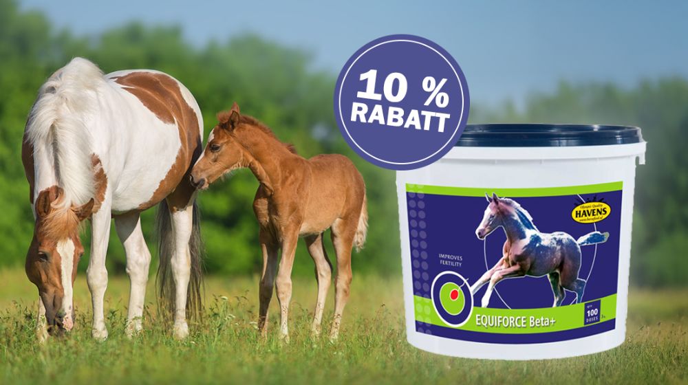 Havens Equiforce Beta+ Mineralfutter für Zuchtstuten und Fohlen mit 10 Prozent Rabatt