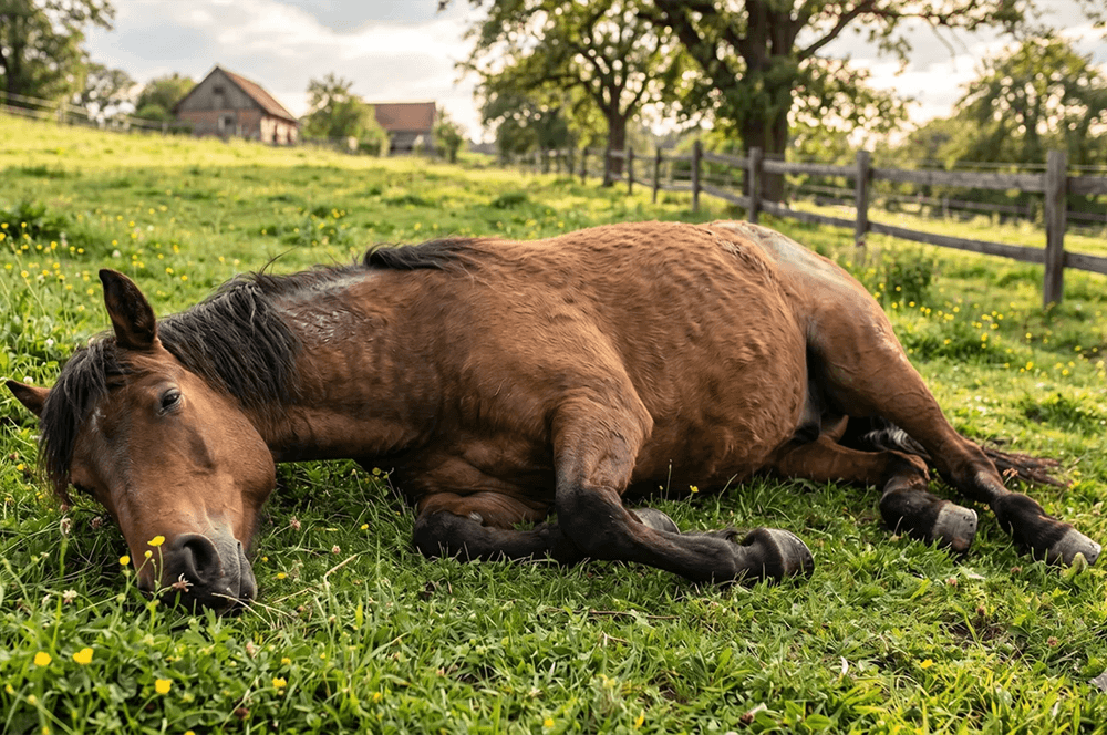 Erschöpft wirkendes Pferd liegt auf einer Weide – Symbolbild zum Thema Borreliose beim Pferd