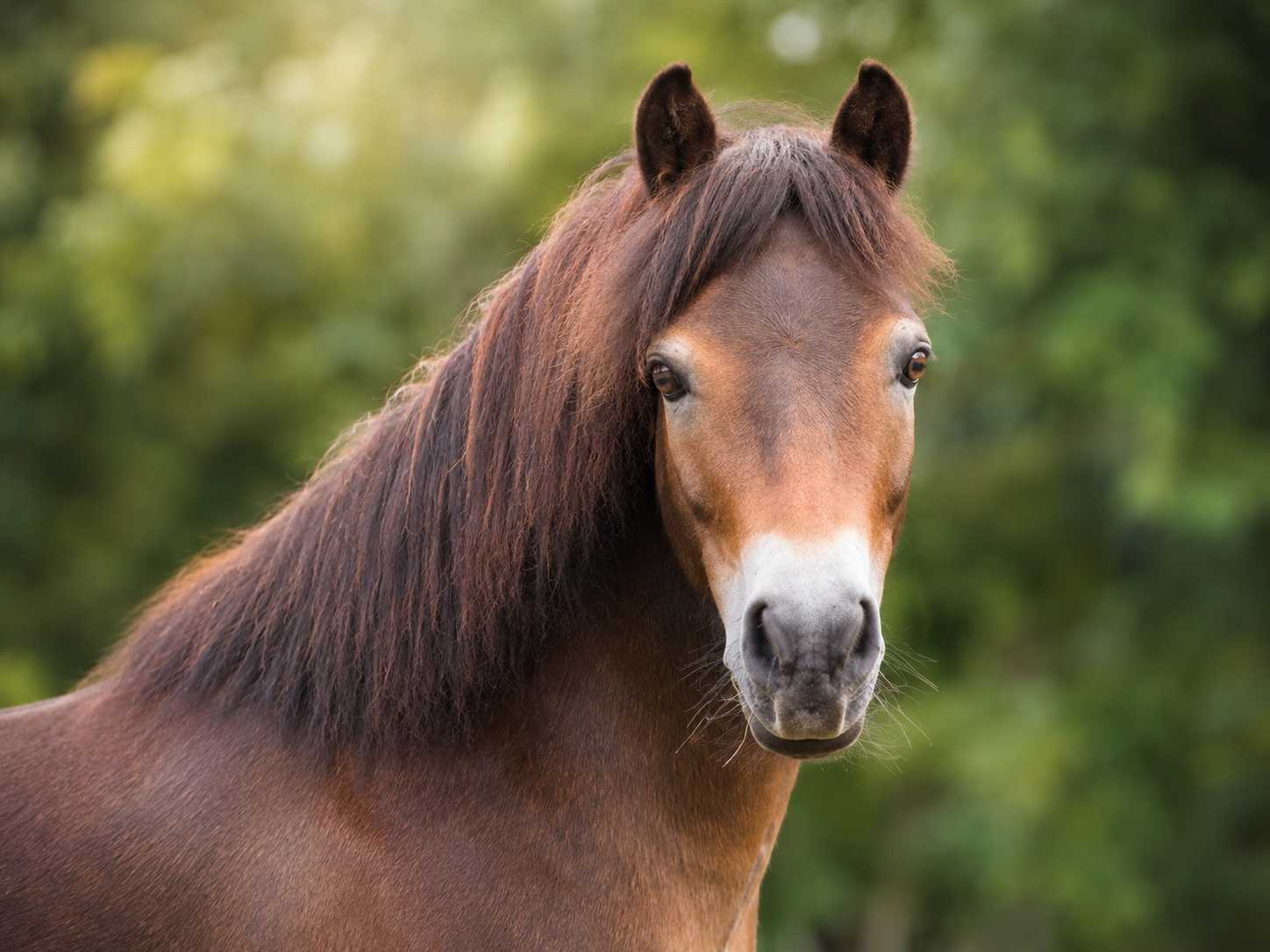 Porträt eines braunen Ponys mit langer dunkler Mähne vor einem unscharfen grünen Hintergrund.