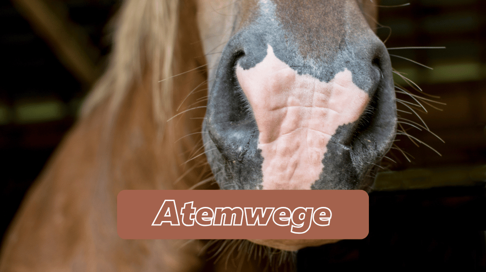 Nahaufnahme Pferdenüster - Pferdefutter zur Unterstützung der Atemwege