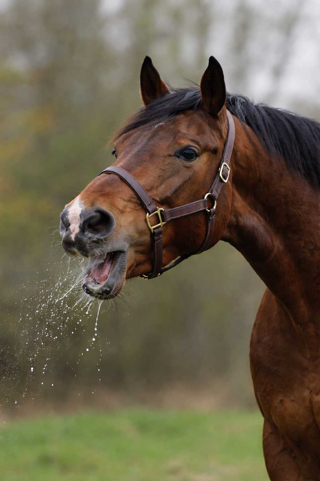 Braunes Pferd mit Halfter öffnet das Maul und stößt sichtbar Speichel aus – typisches Anzeichen für Husten oder Atemwegsreizungen.